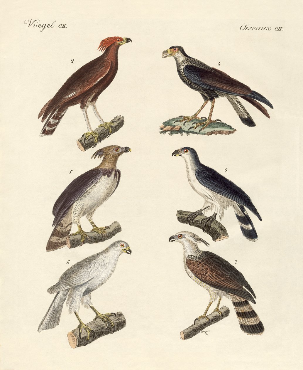 Aigles étranges - German School