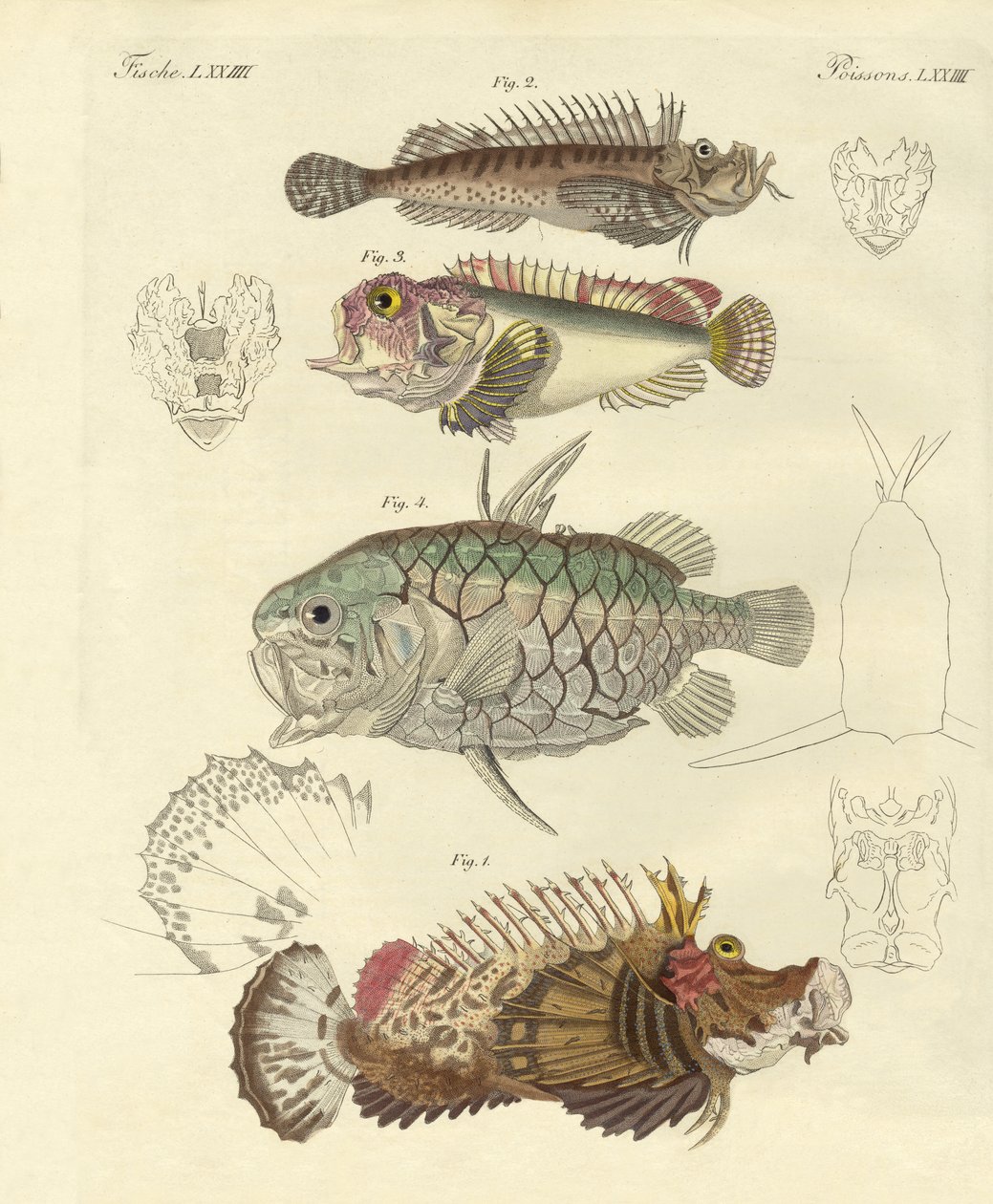 Poisson étrange - German School