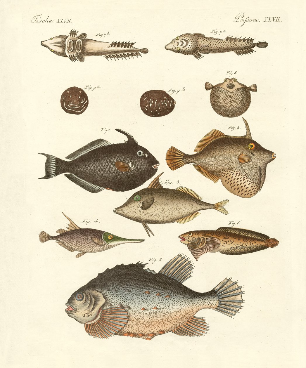 Poissons étranges - German School