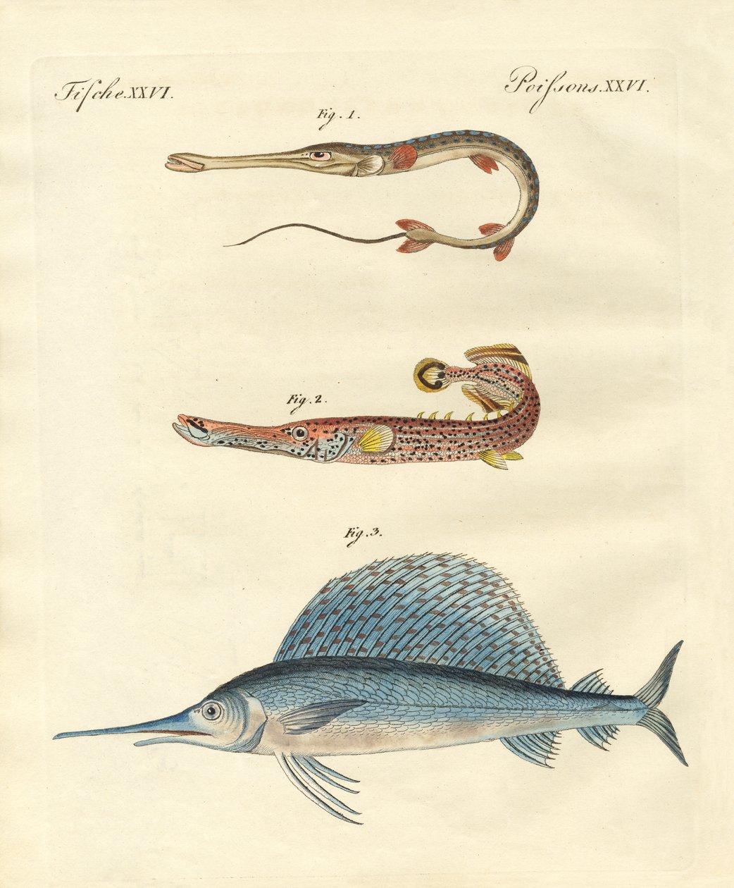 Poissons étranges - German School