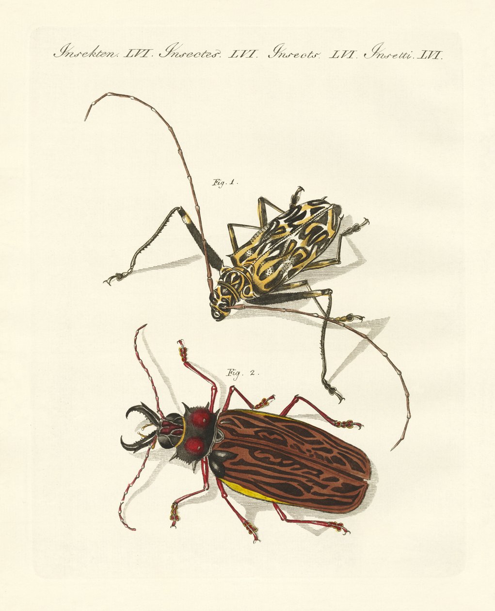 Étranges coléoptères étrangers - German School
