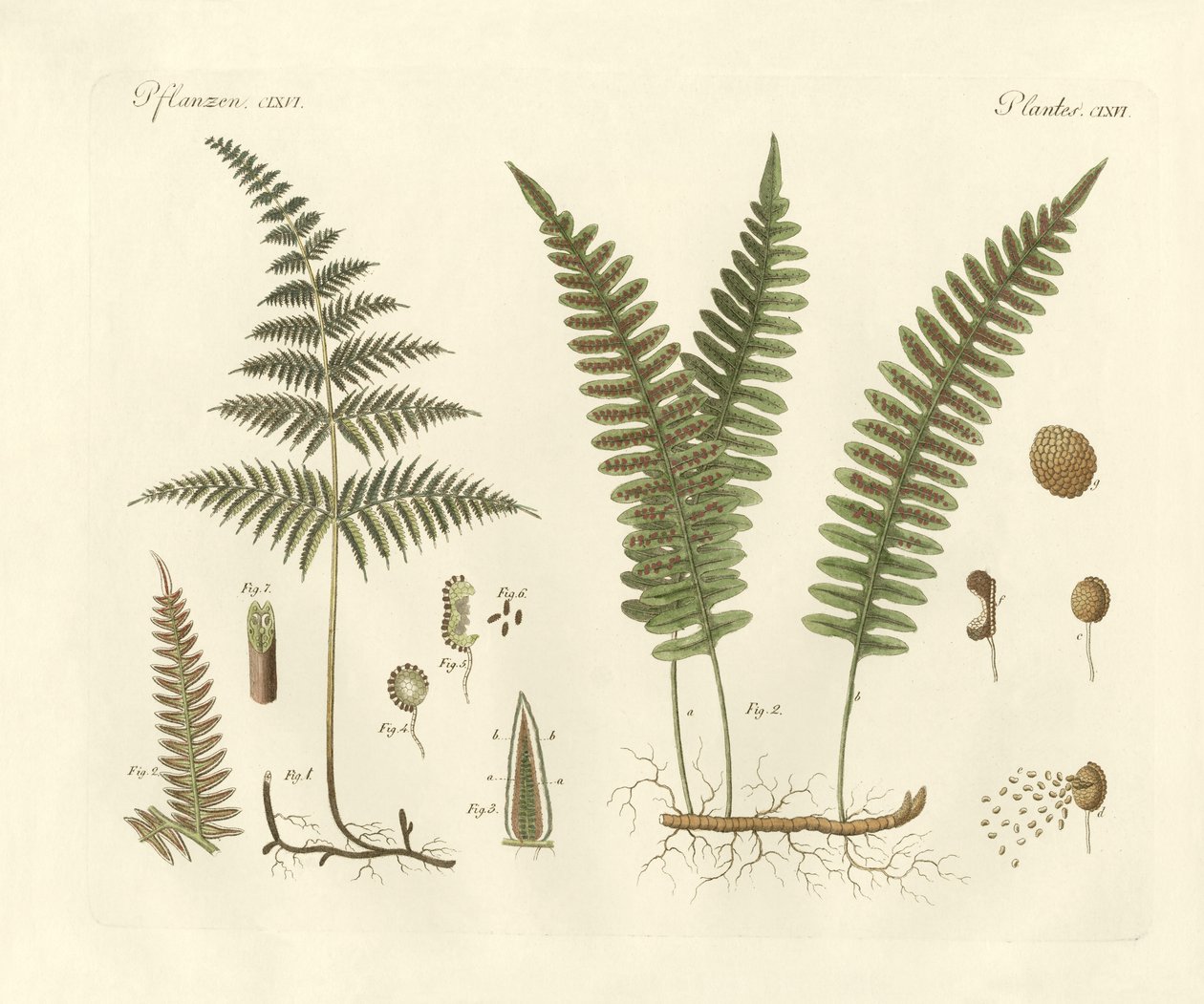 Herbes étranges - German School