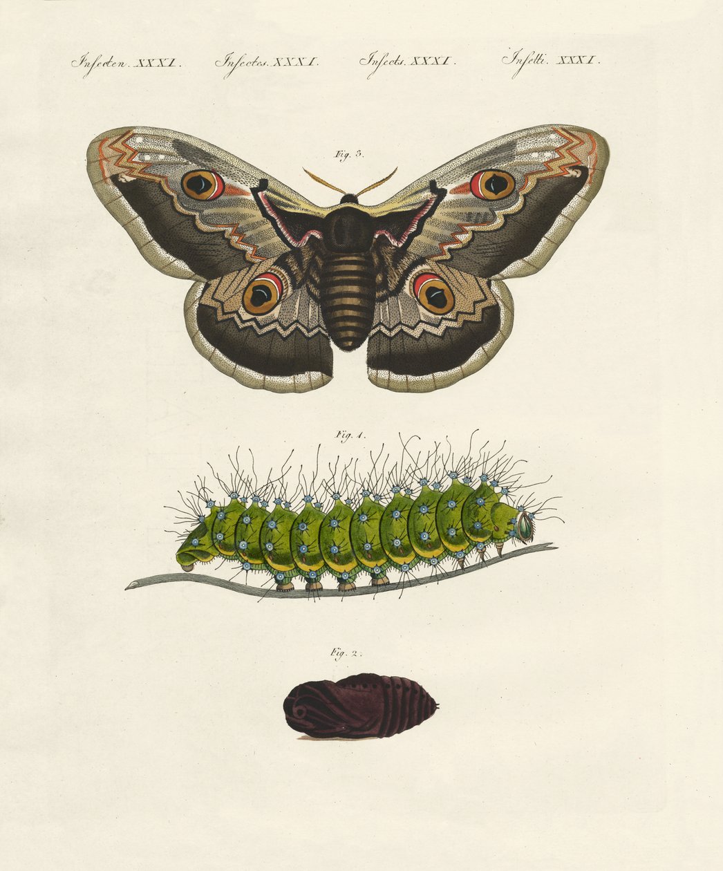 Insectes étranges (gravure en couleur) - German School