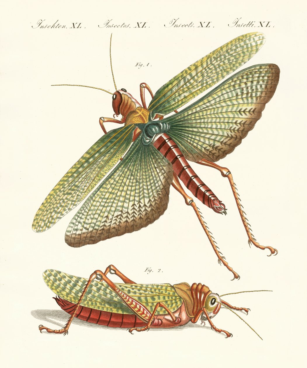 Insectes étranges - German School