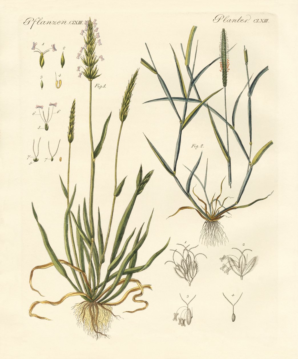 Herbes étranges - German School