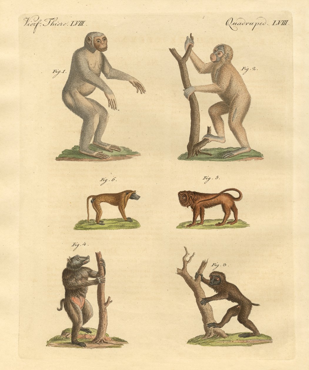 Sortes étranges de singes - German School