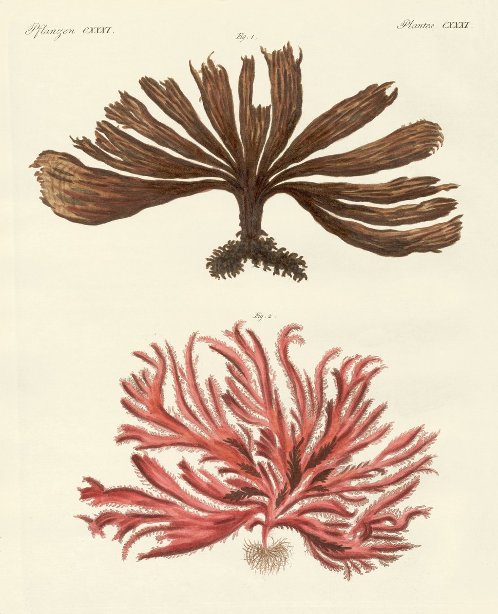 Types étranges d