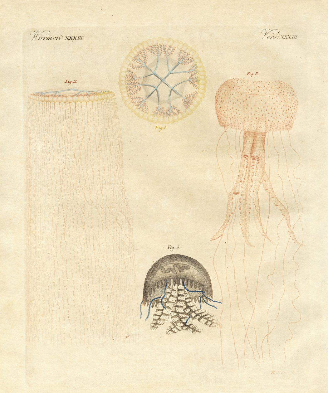 Méduses étranges - German School