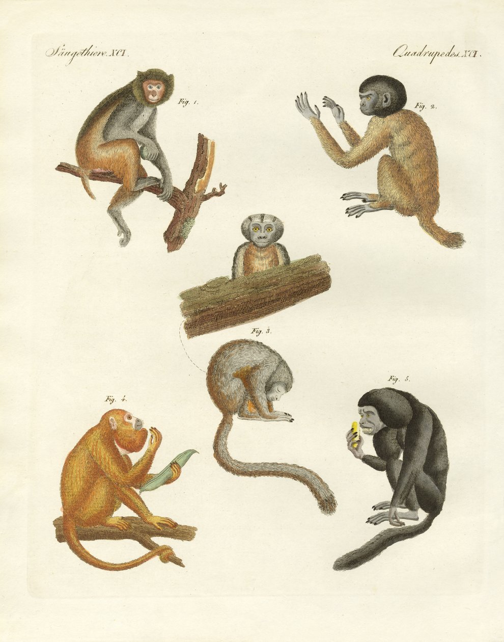 Singes étranges - German School