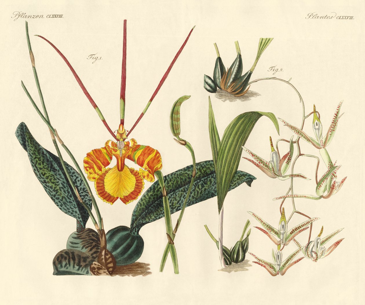 Plantes étranges - German School