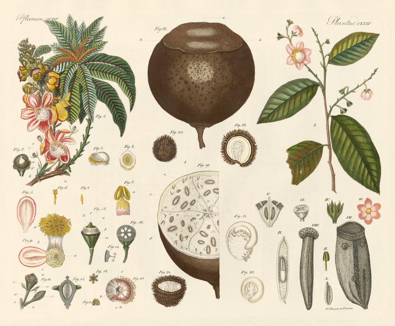 Plantes étranges - German School