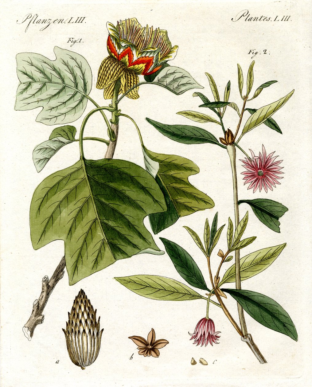 Plantes étranges - German School