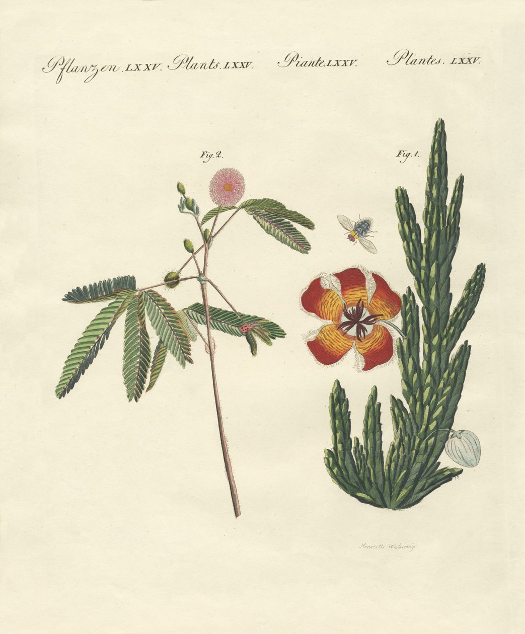 Plantes étranges - German School