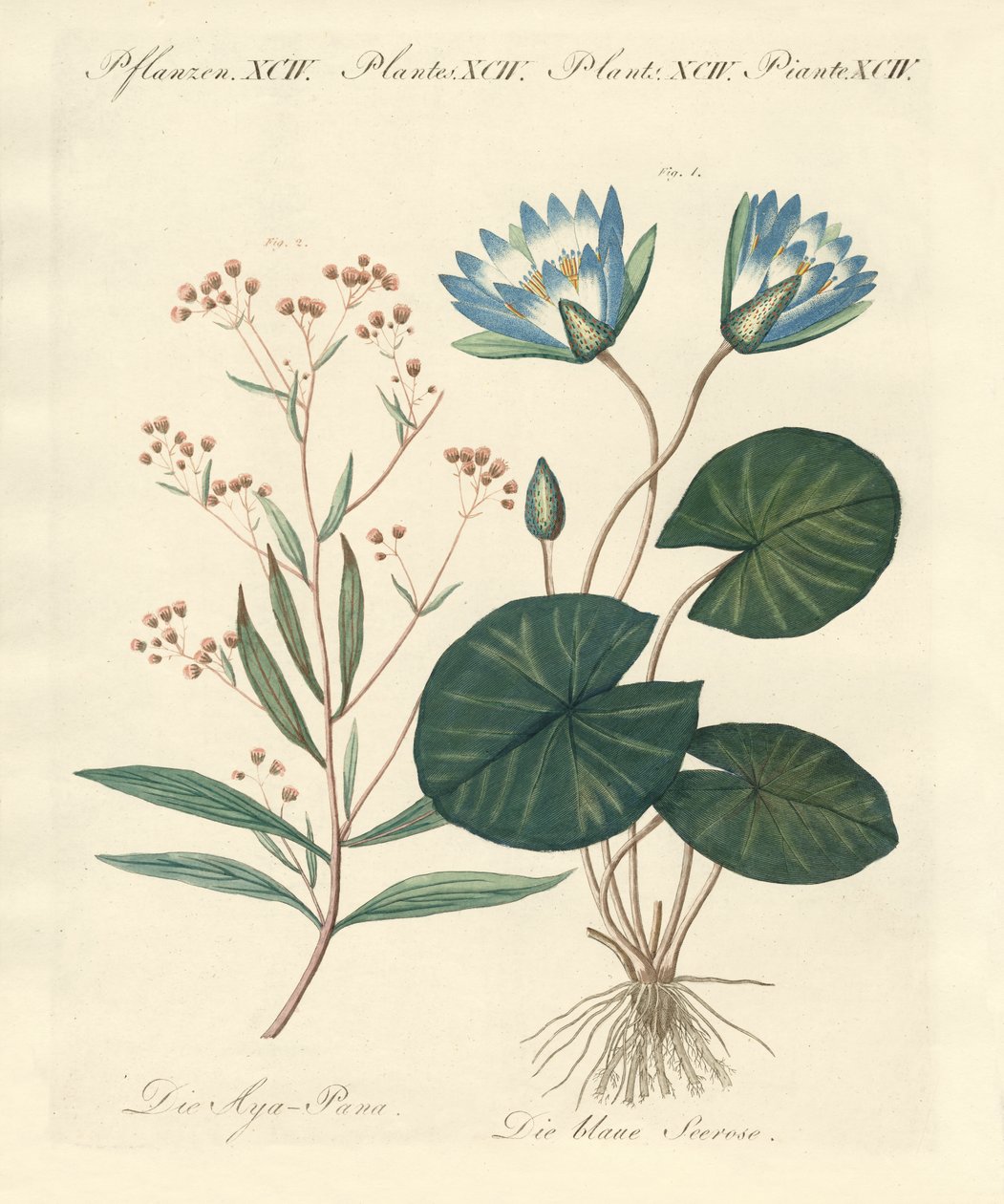 Plantes étranges - German School