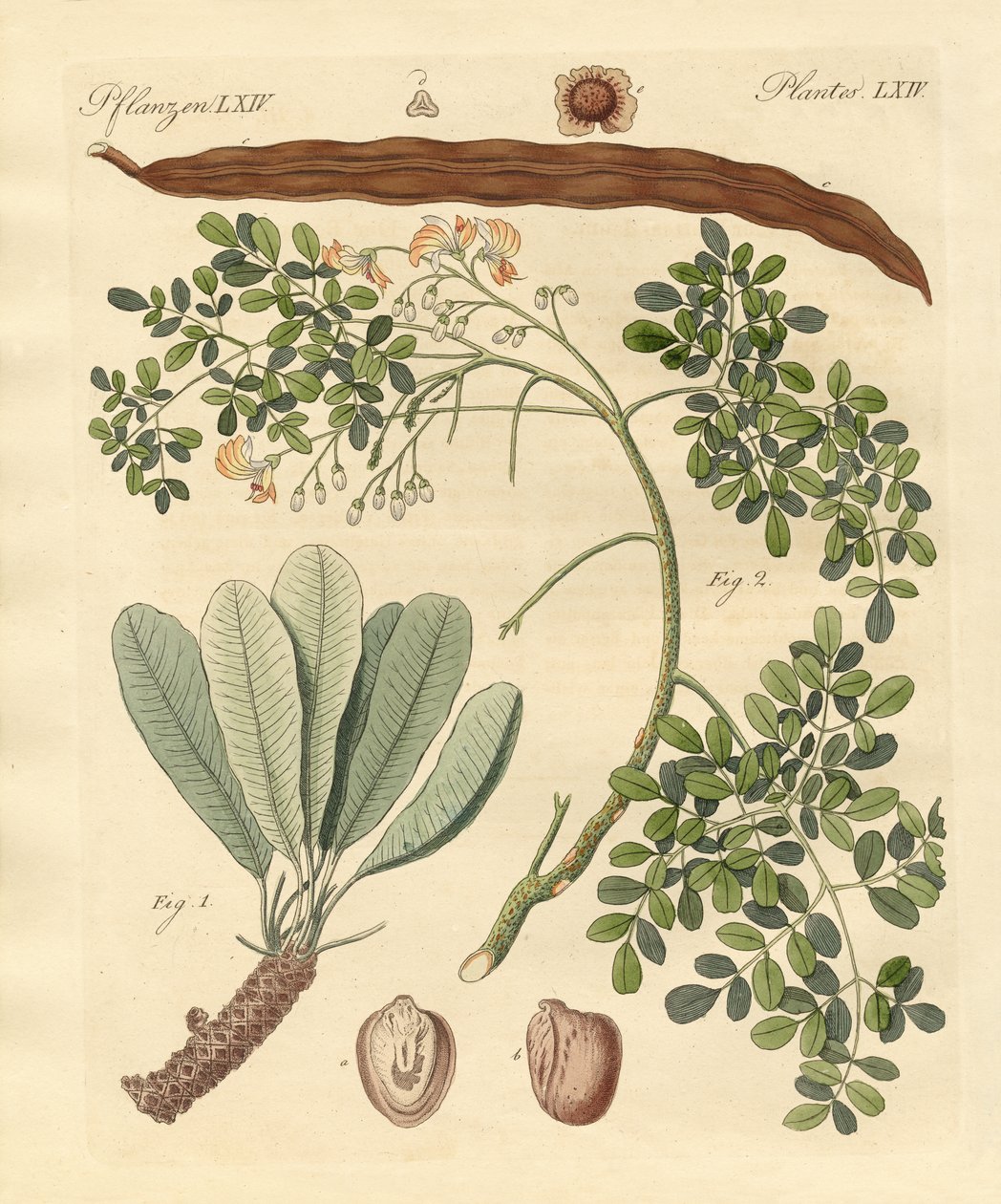 Plantes étranges - German School