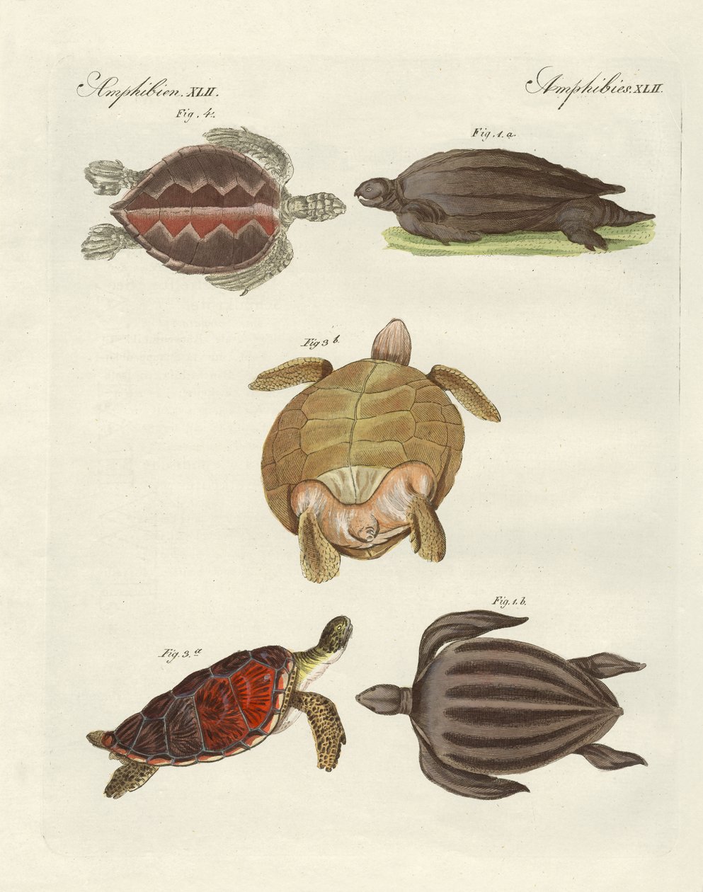 Étranges tortues de mer - German School