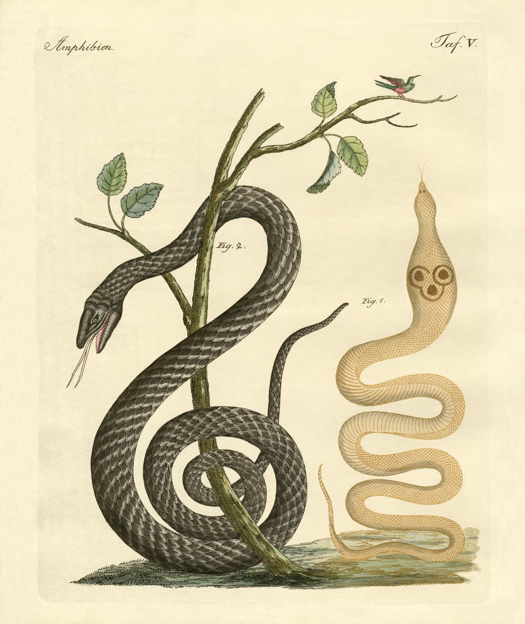 Serpent étrange - German School