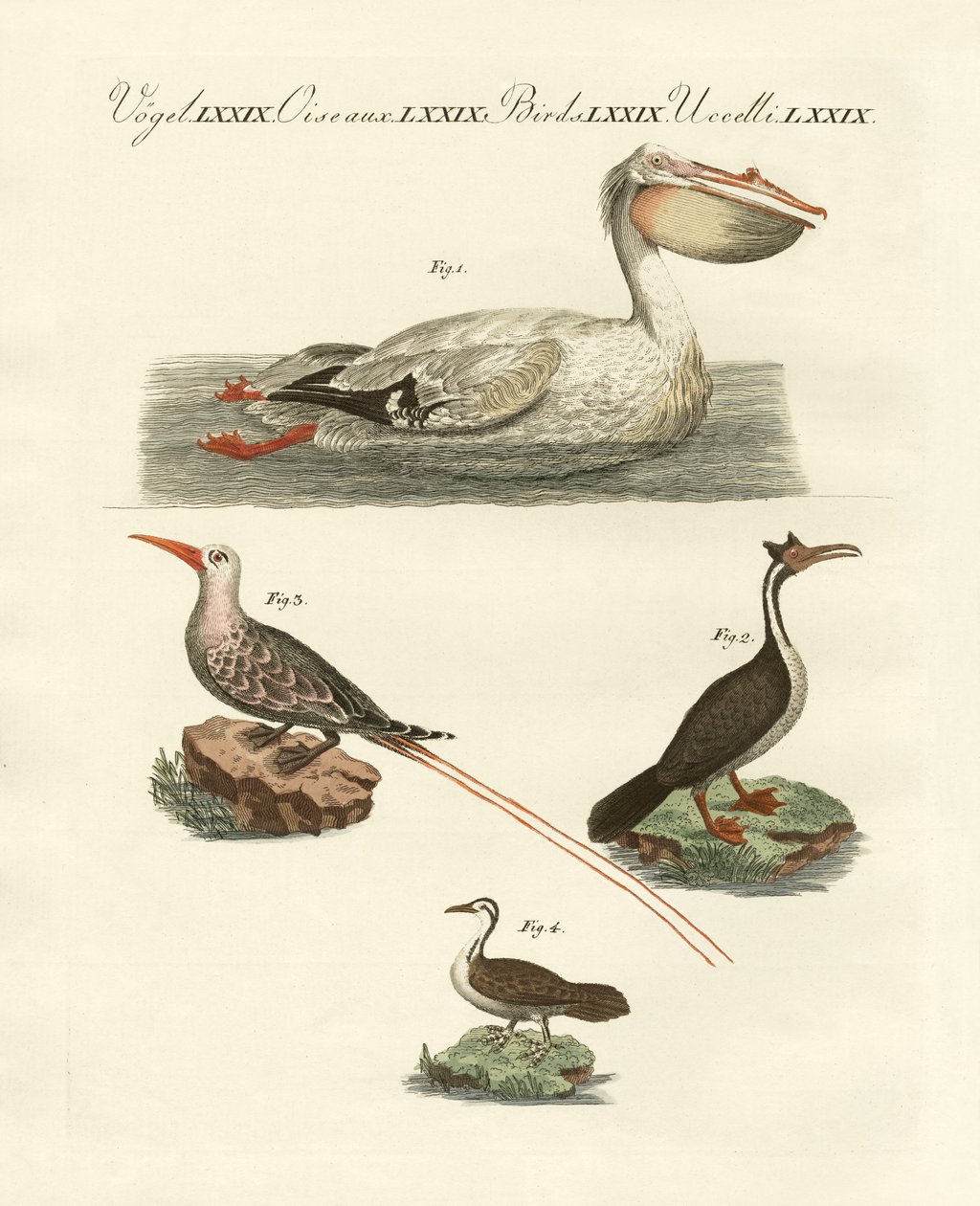 Oiseaux nageurs étranges - German School