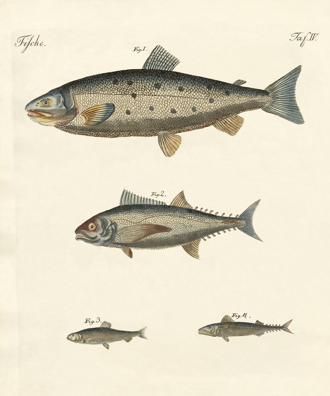 Étranges poissons de commerce - German School