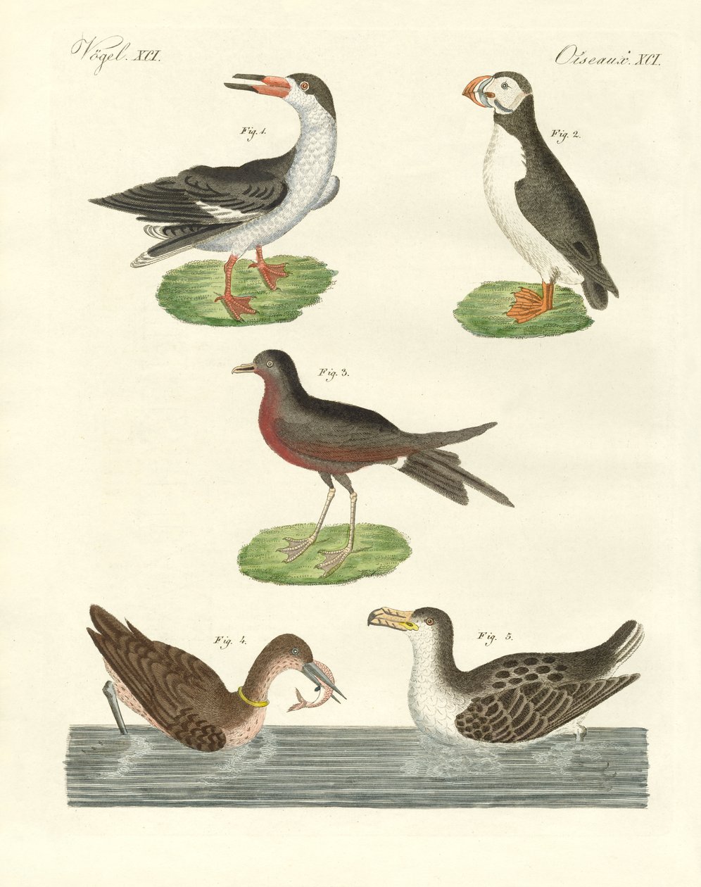 Oiseaux aquatiques étranges - German School
