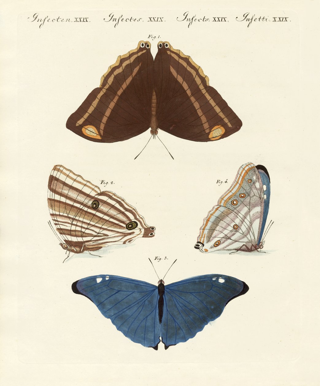 Papillons du Surinam - German School