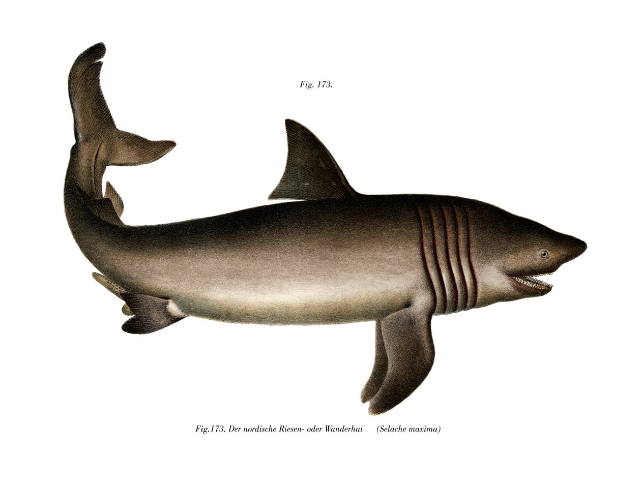Requin pèlerin - German School