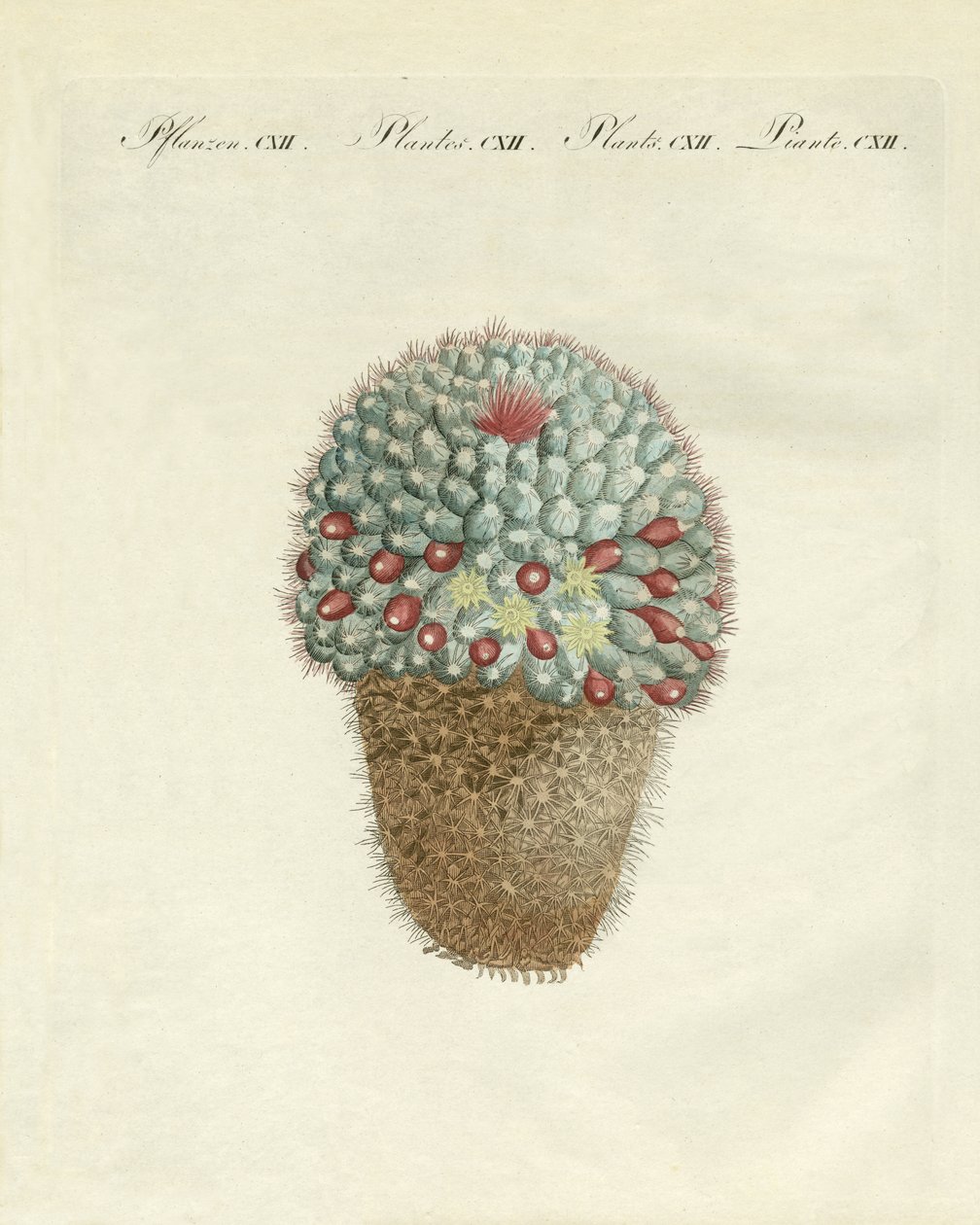 Le cactus melon en forme de sein - German School