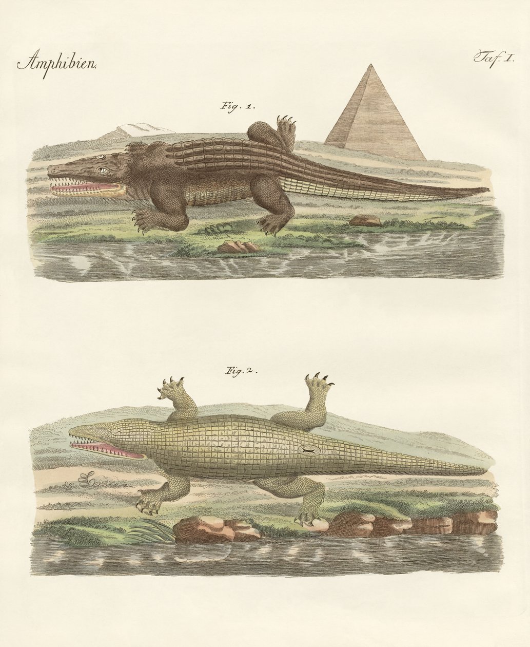 Le crocodile - German School