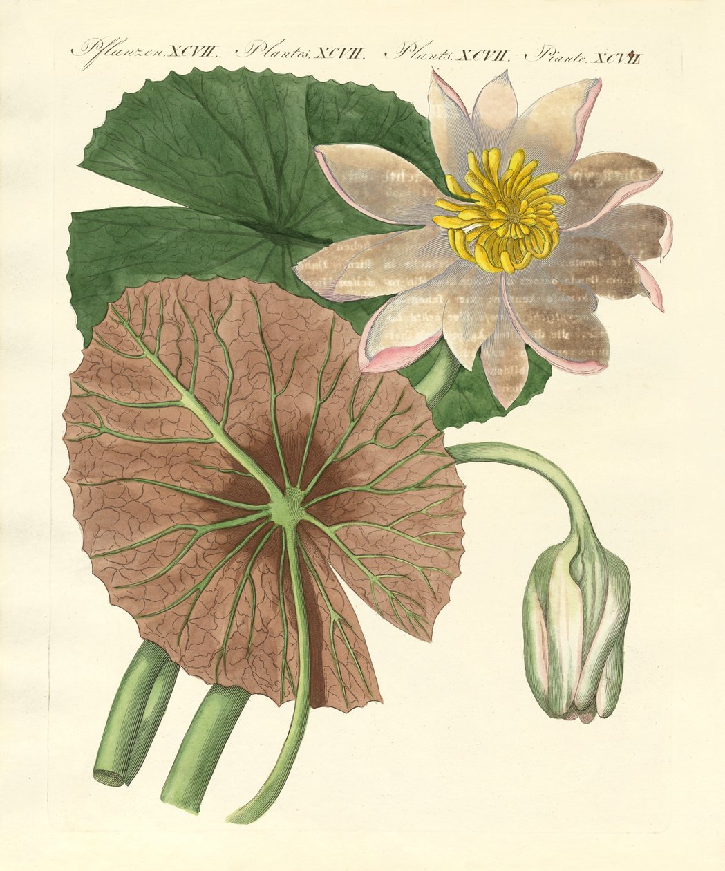 Le vrai lotus - German School