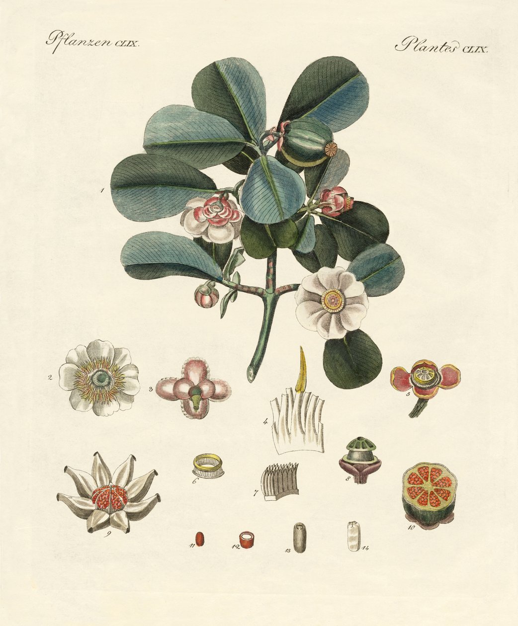 Le clusia rose - German School