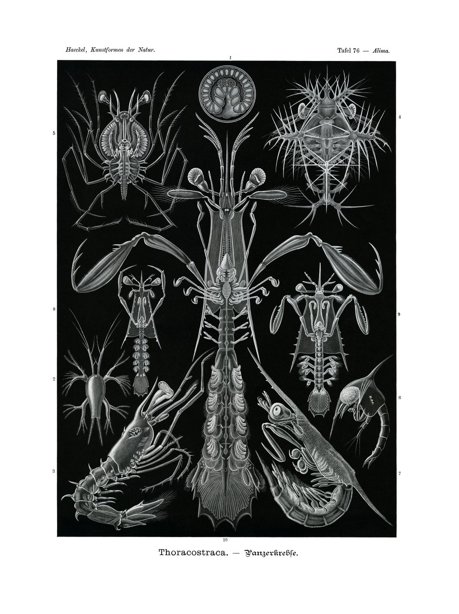 Thoracostraca - German School