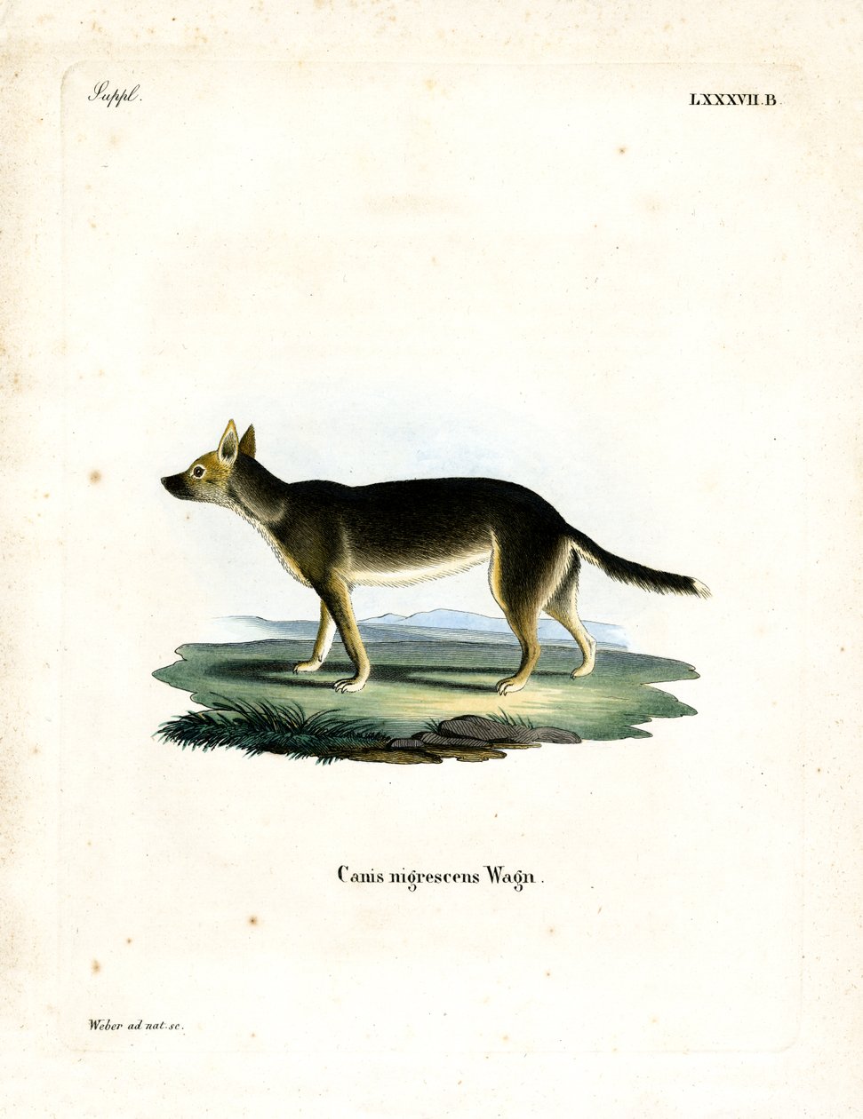 Chien tibétain - German School