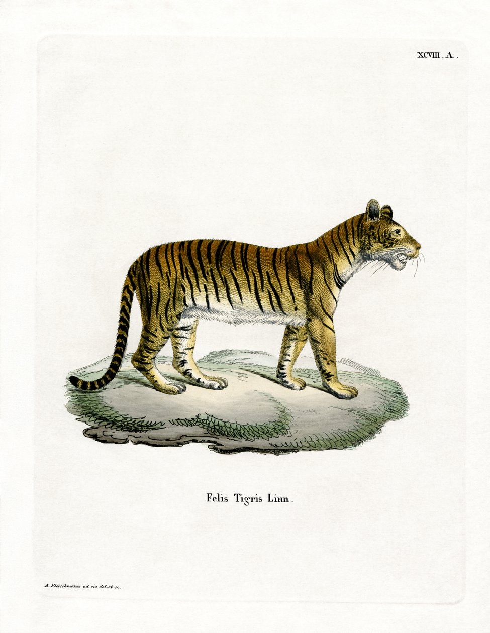 Tigre - German School