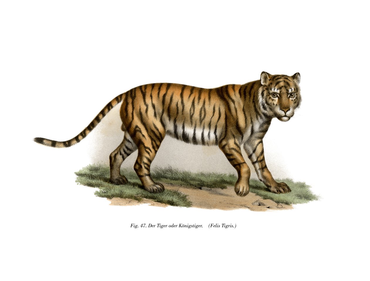 Tigre, 1860 - German School