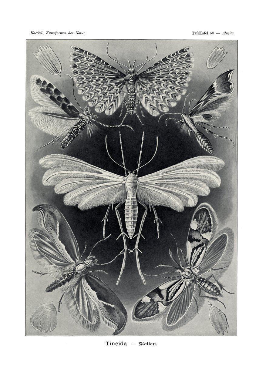 Tineida, 1899-1904 - German School