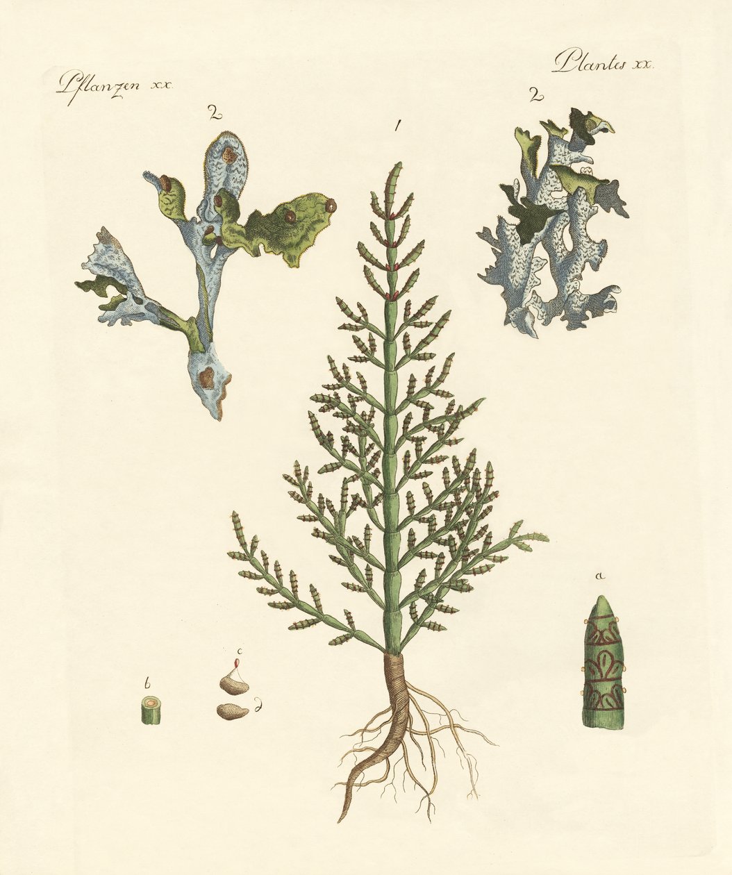 Plantes commerciales et médicinales - German School