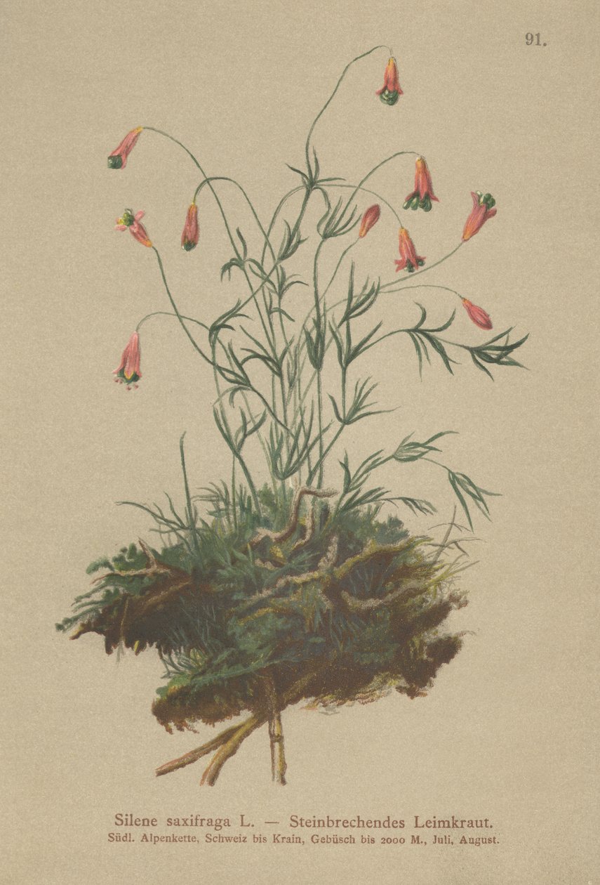 Compagnon touffu (Silene saxifraga) - German School