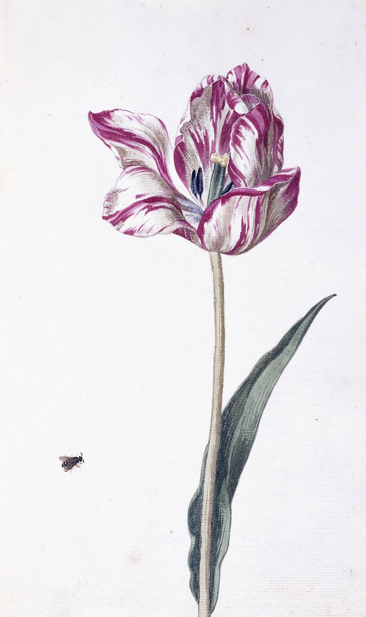 Tulipe et abeille, 18ème siècle - German School
