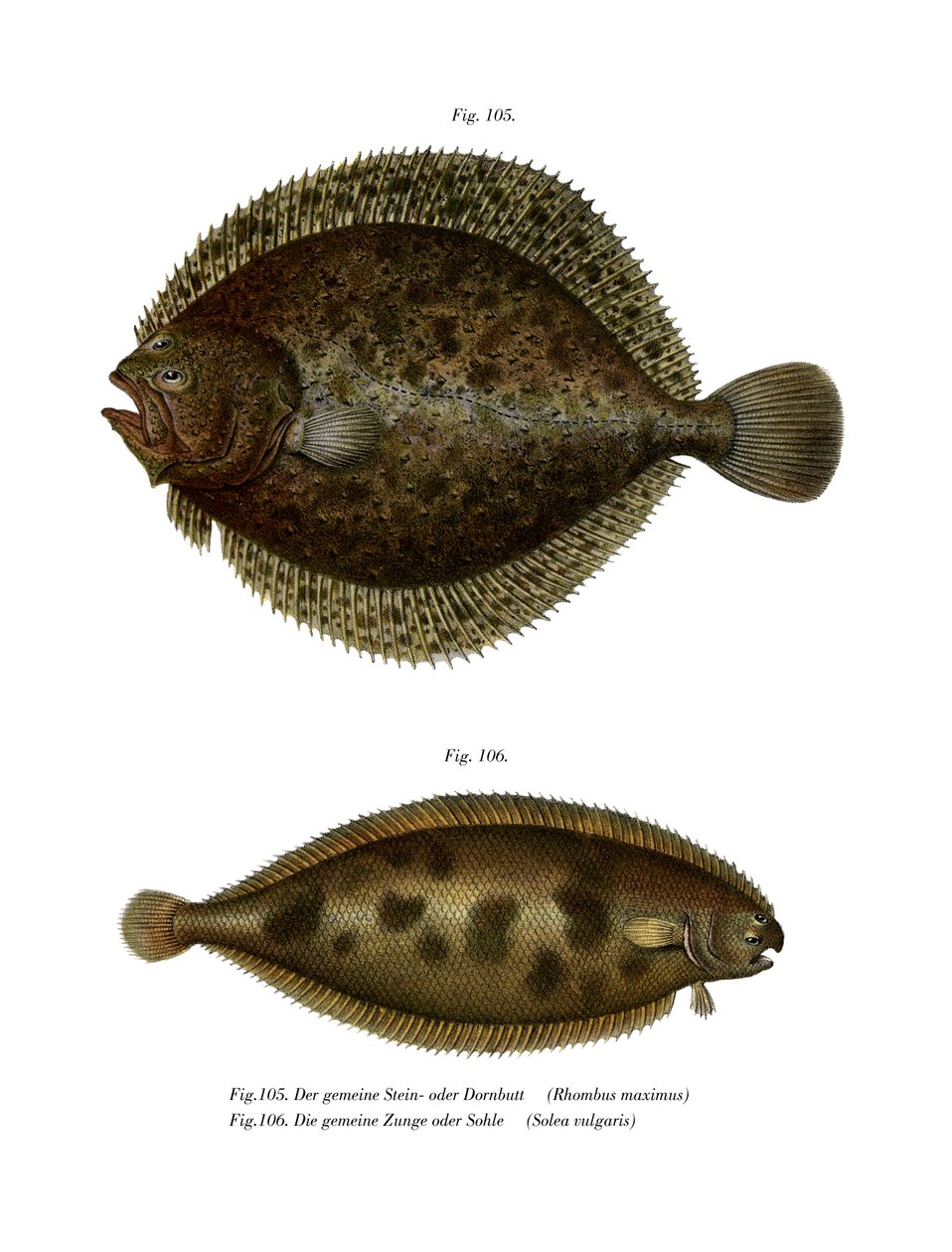 Turbot - German School