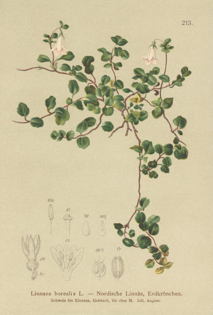 Linnée boréale (Linnaea borealis) - German School