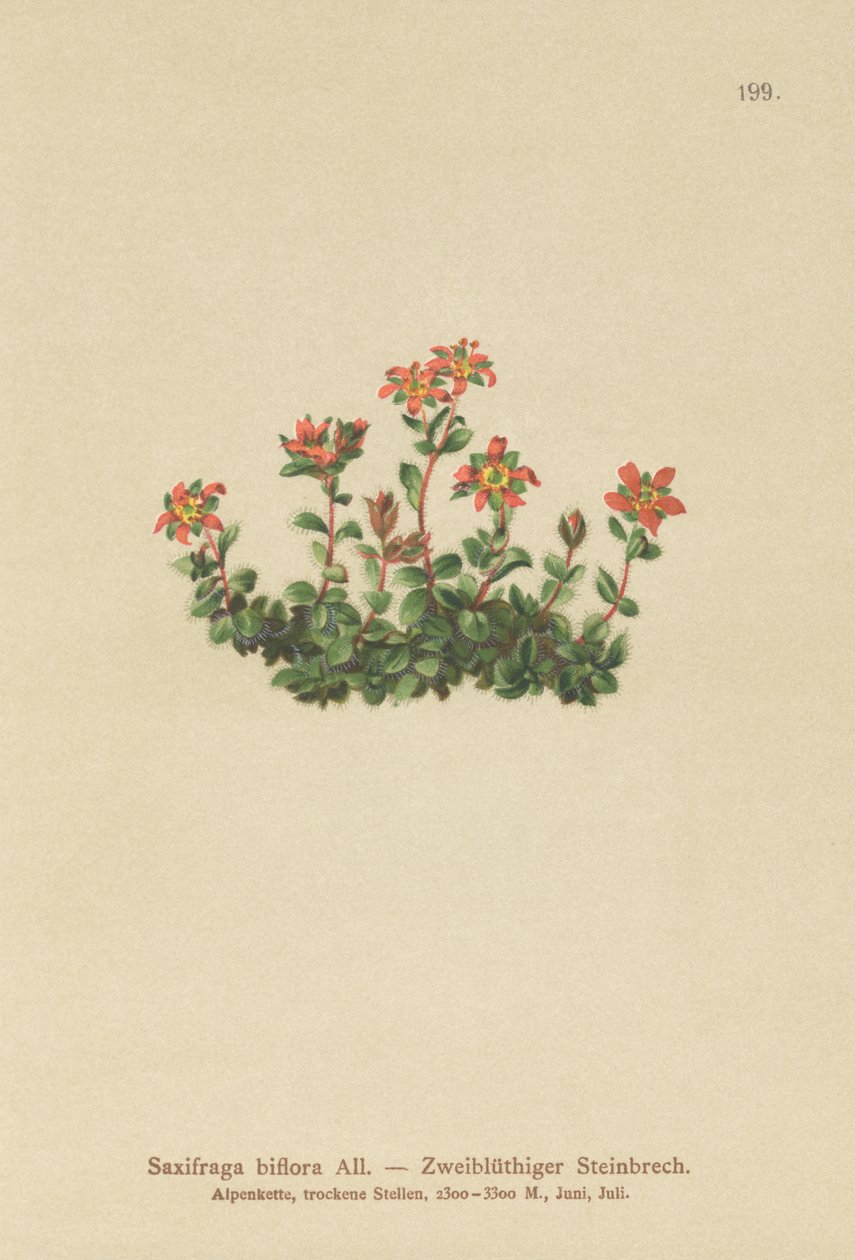 Saxifrage à deux fleurs (Saxifraga biflora) - German School