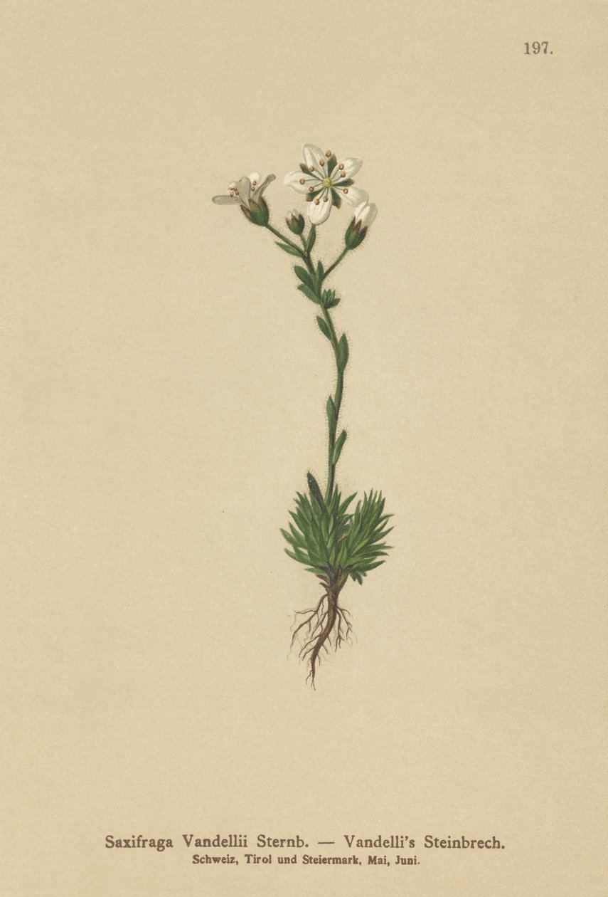 Saxifrage de Vandelli (Saxifraga Vandellii) - German School