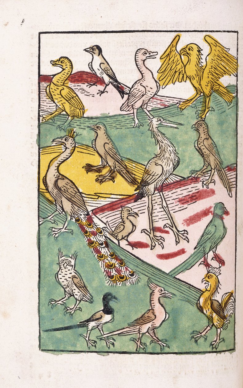 Diverses espèces d