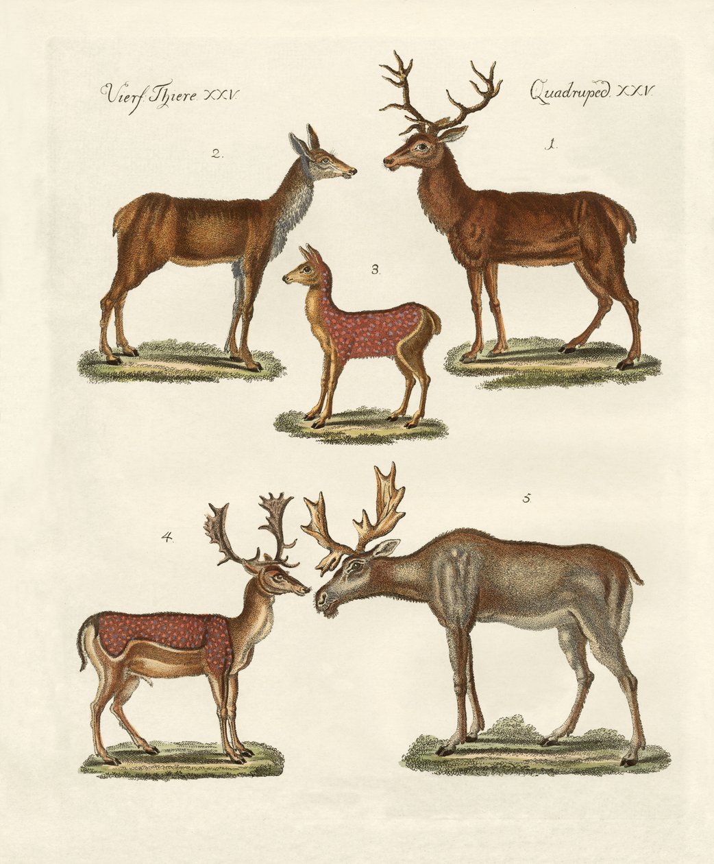 Divers types de cerfs - German School