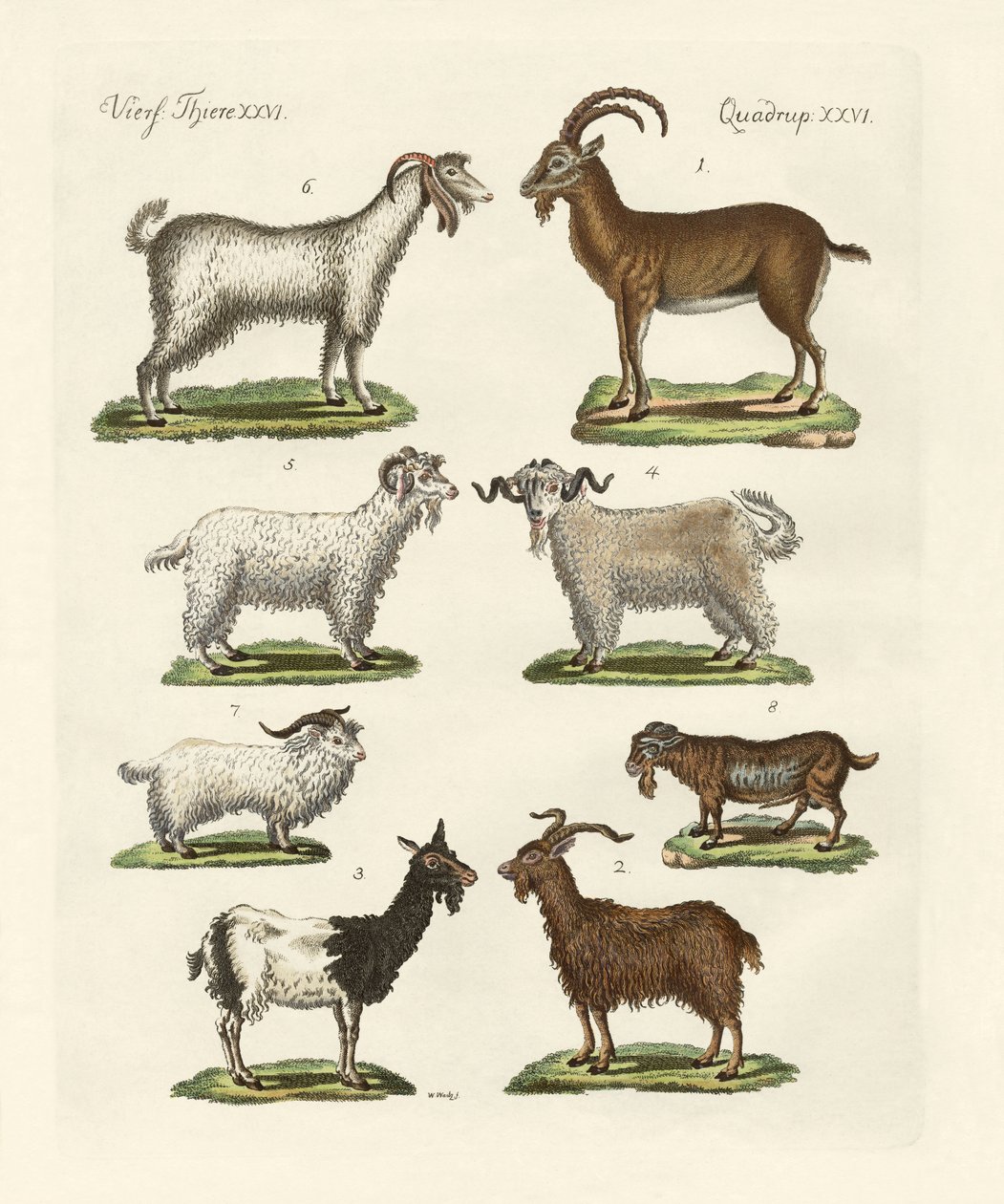 Divers types de chèvres et boucs - German School