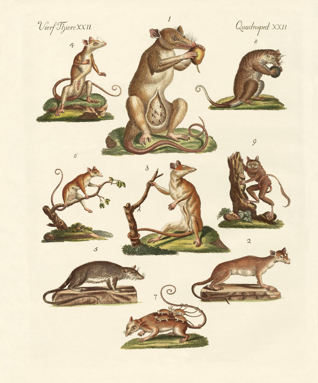 Divers types de marsupiaux - German School
