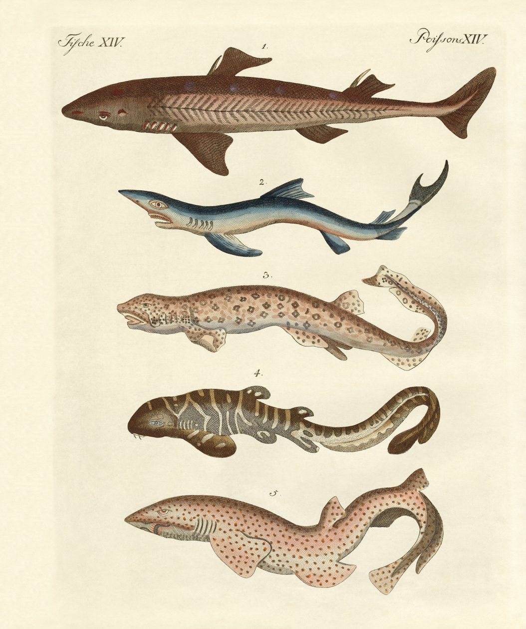Différents types de requins - German School