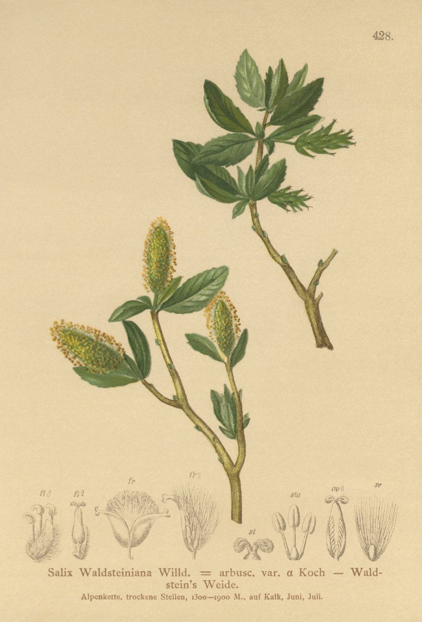 Saule de Waldstein (Salix Waldsteiniana, Salix arbusc. var.) - German School