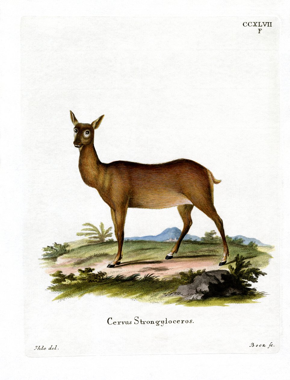 Wapiti - German School
