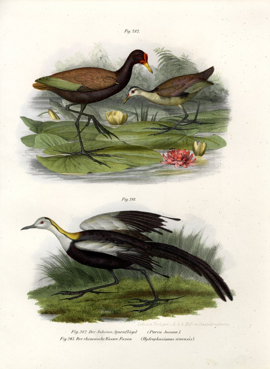 Jacana à crête, 1864 - German School